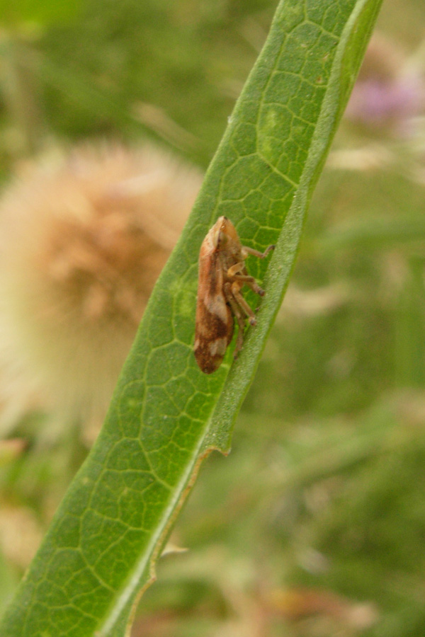 Cicadellidae, Issidae, Aphrophoridae .....